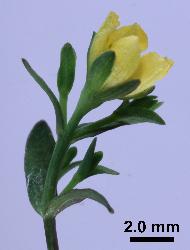 Hypericum minutiflorum flowering stem. 
 Image: P.B. Heenan © Landcare Research 2010 